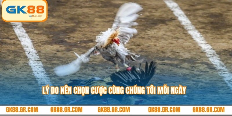 Lý do nên chọn cược cùng chúng tôi mỗi ngày