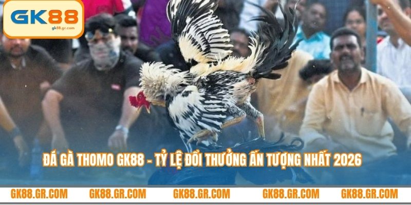 Đá gà thomo GK88